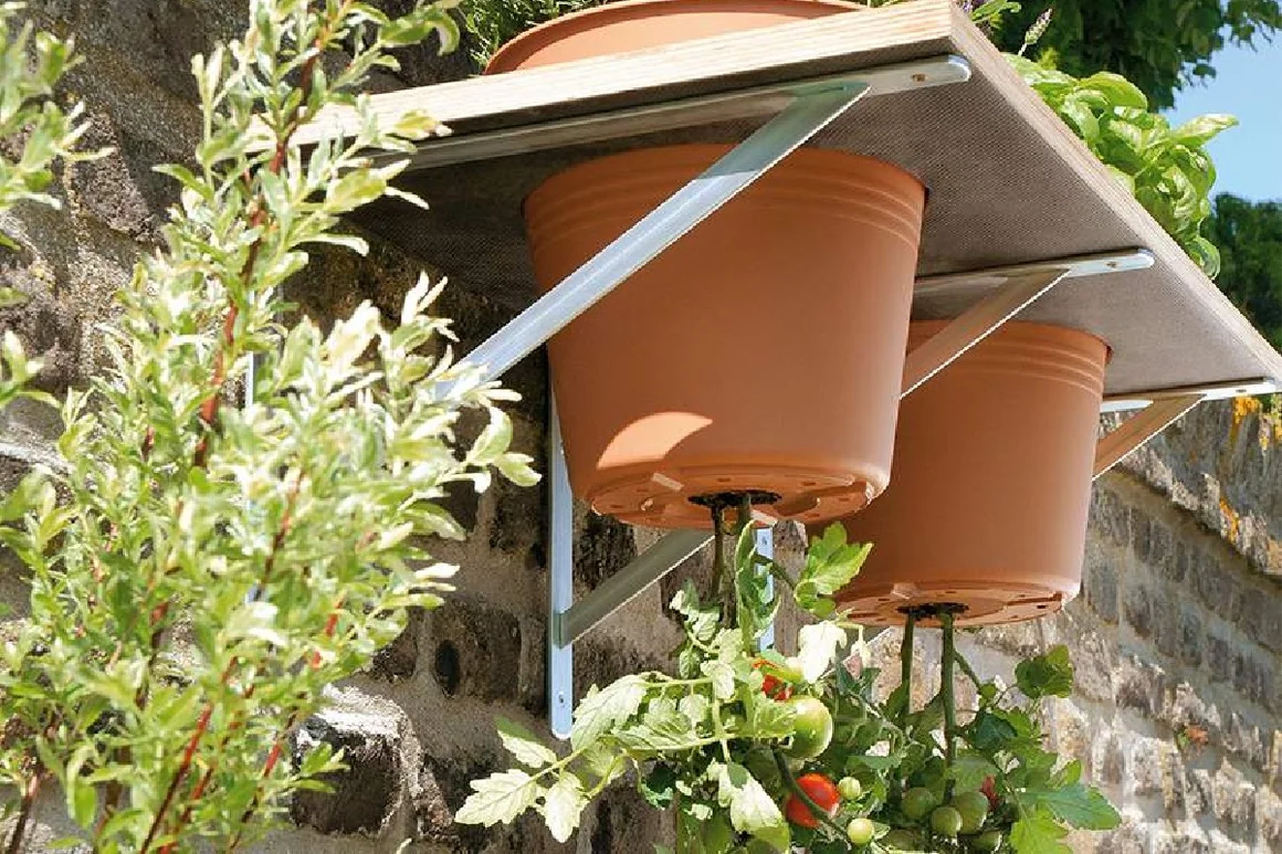 Tomatenpflanzen wachsen kopfüber in Töpfen.